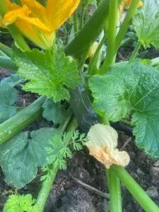 Tellement belles courgettes !