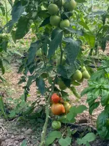 Les premières tomates !