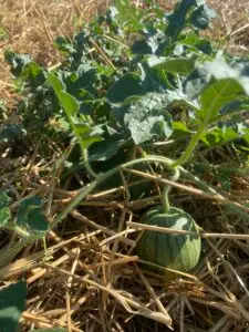 Des pastèques à Simandre !