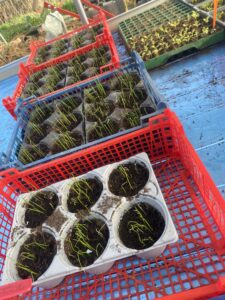 Premier semis de poireaux !